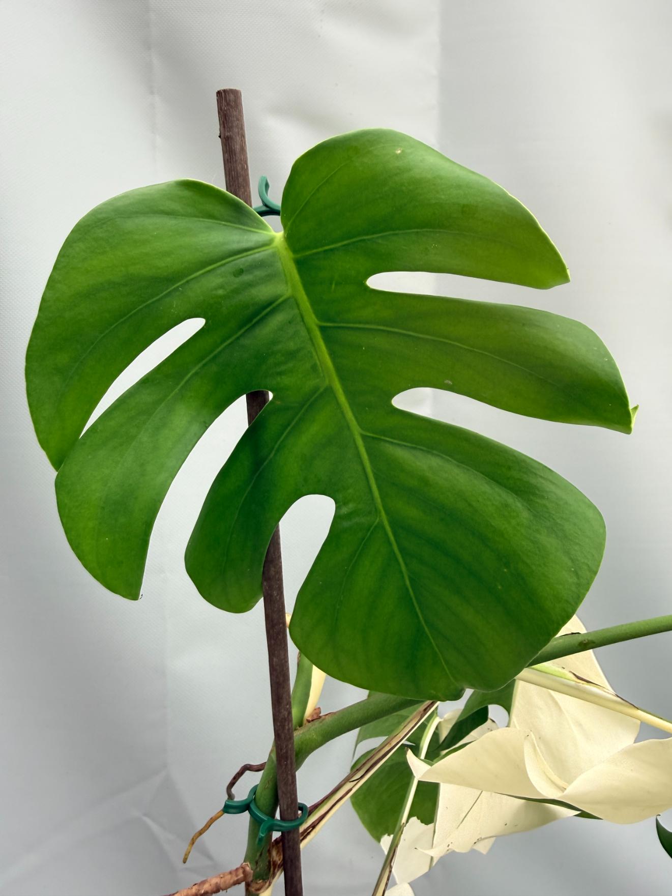 MONSTERA ALBO VARIEGATA 6