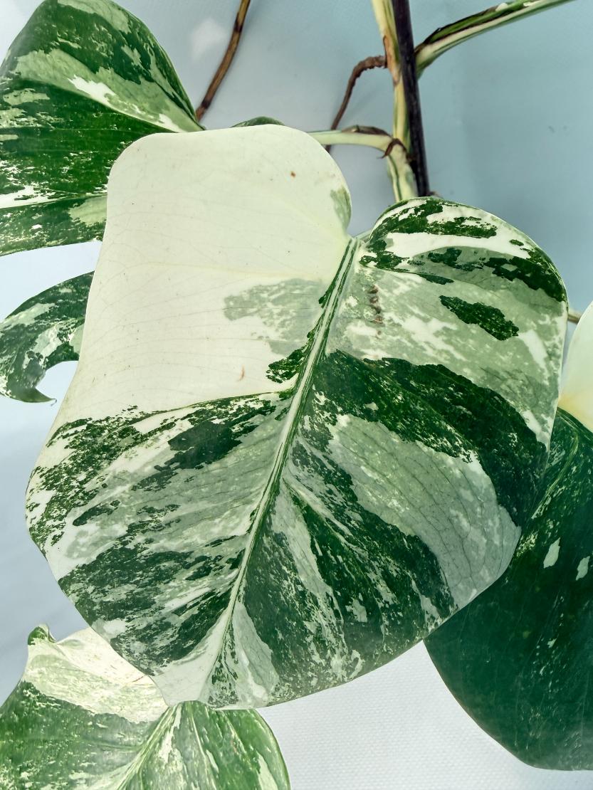 Monstera Albo Variegata XL 10