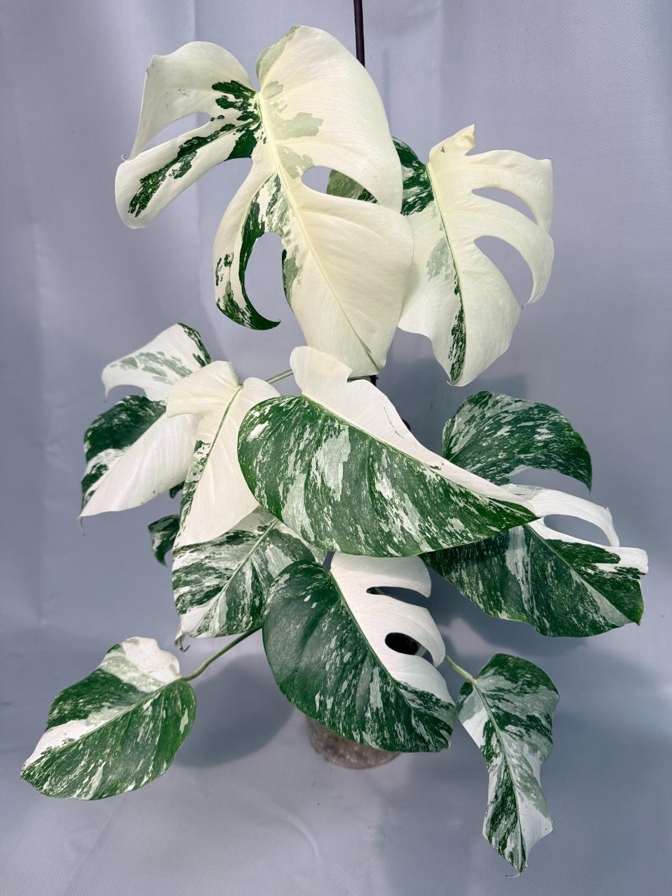 Monstera Albo Variegata XL 01