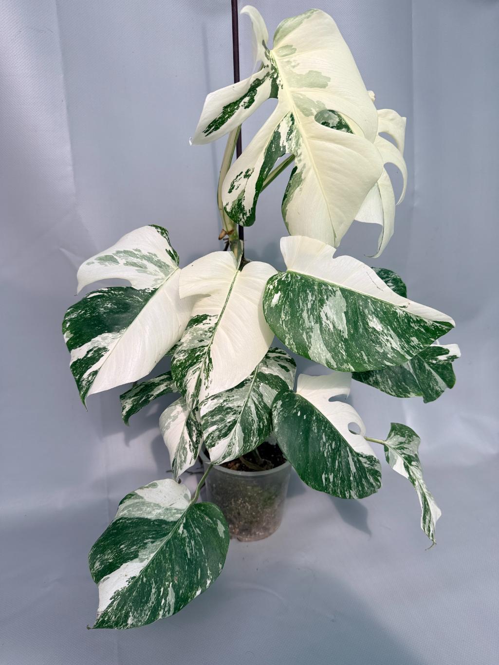 Monstera Albo Variegata XL 02