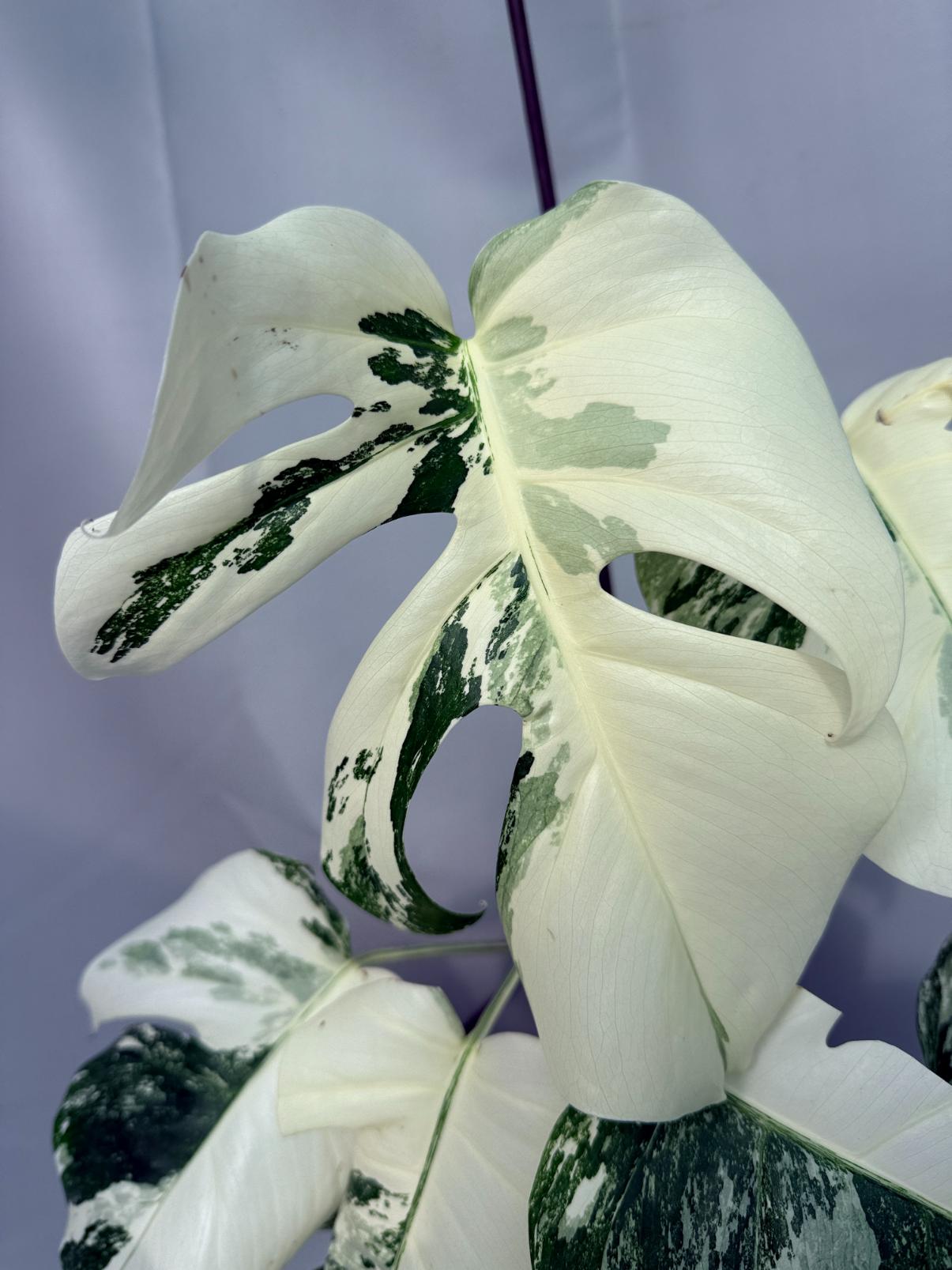 Monstera Albo Variegata XL 03