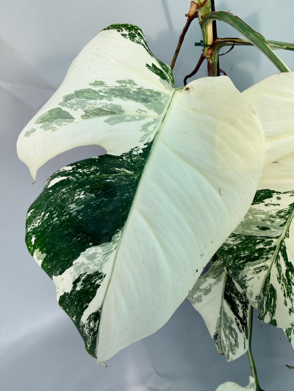 Monstera Albo Variegata XL 04