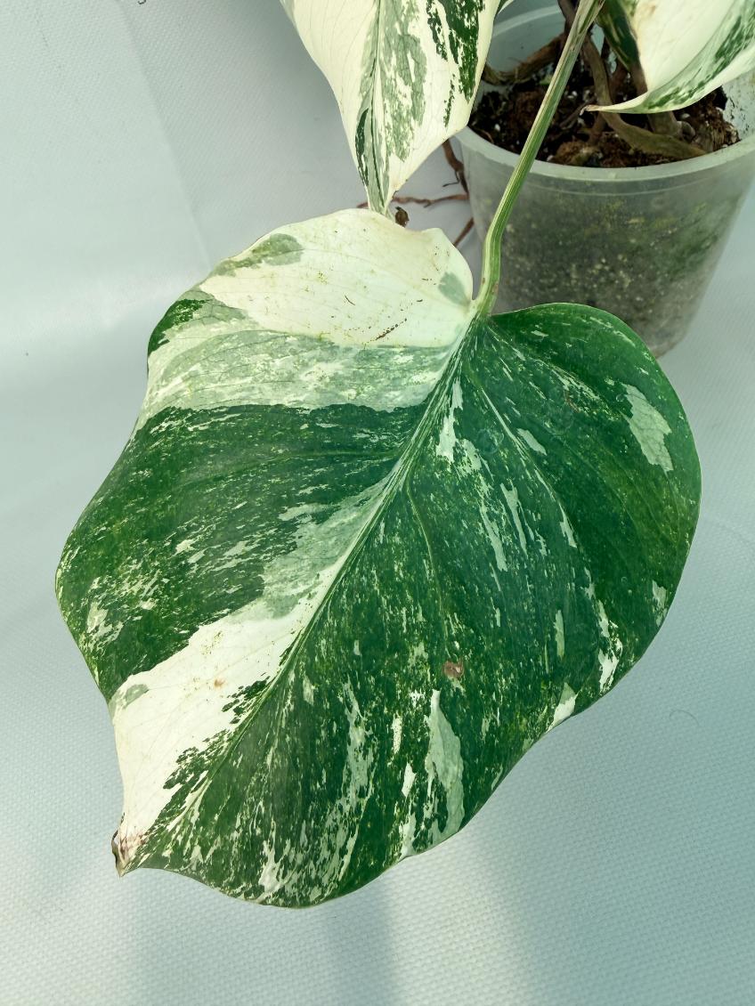 Monstera Albo Variegata XL 05