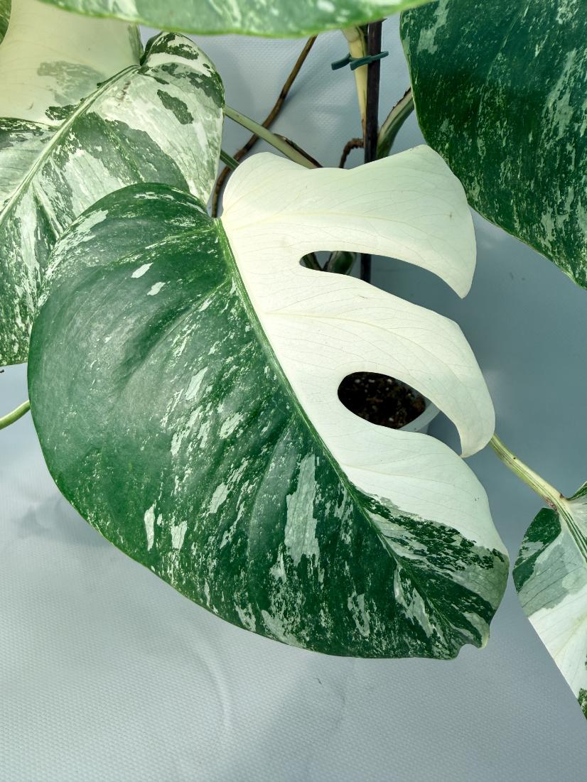 Monstera Albo Variegata XL 07
