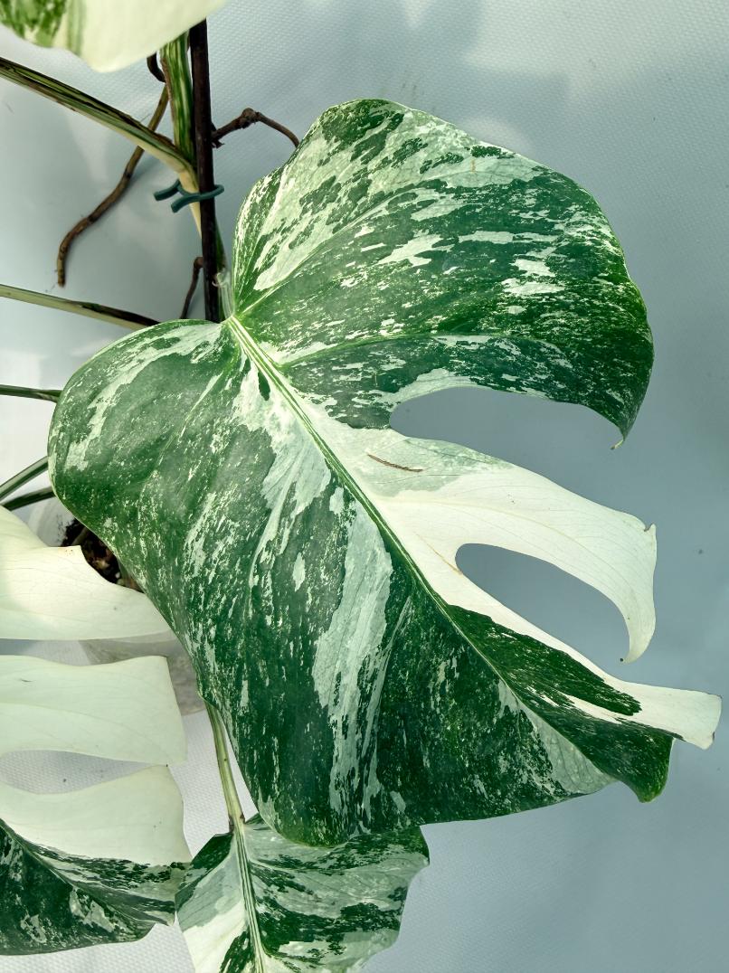 Monstera Albo Variegata XL 08