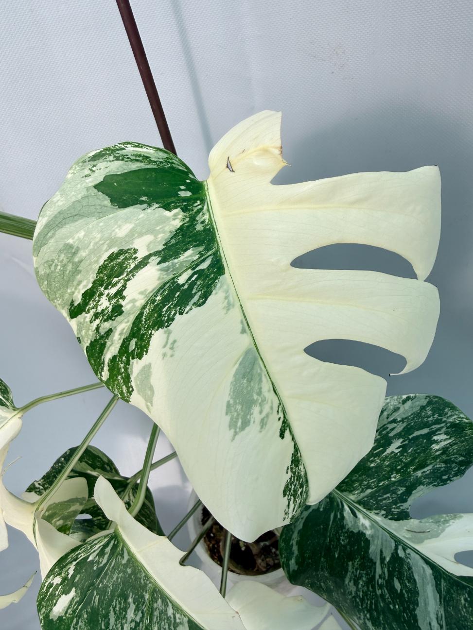 Monstera Albo Variegata XL 09