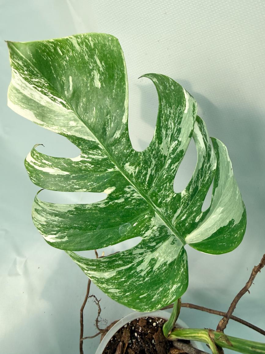 Monstera Albo Variegata XL 08