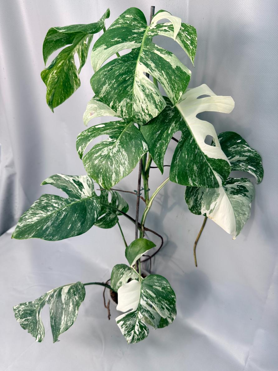 Monstera Albo Variegata XL 01