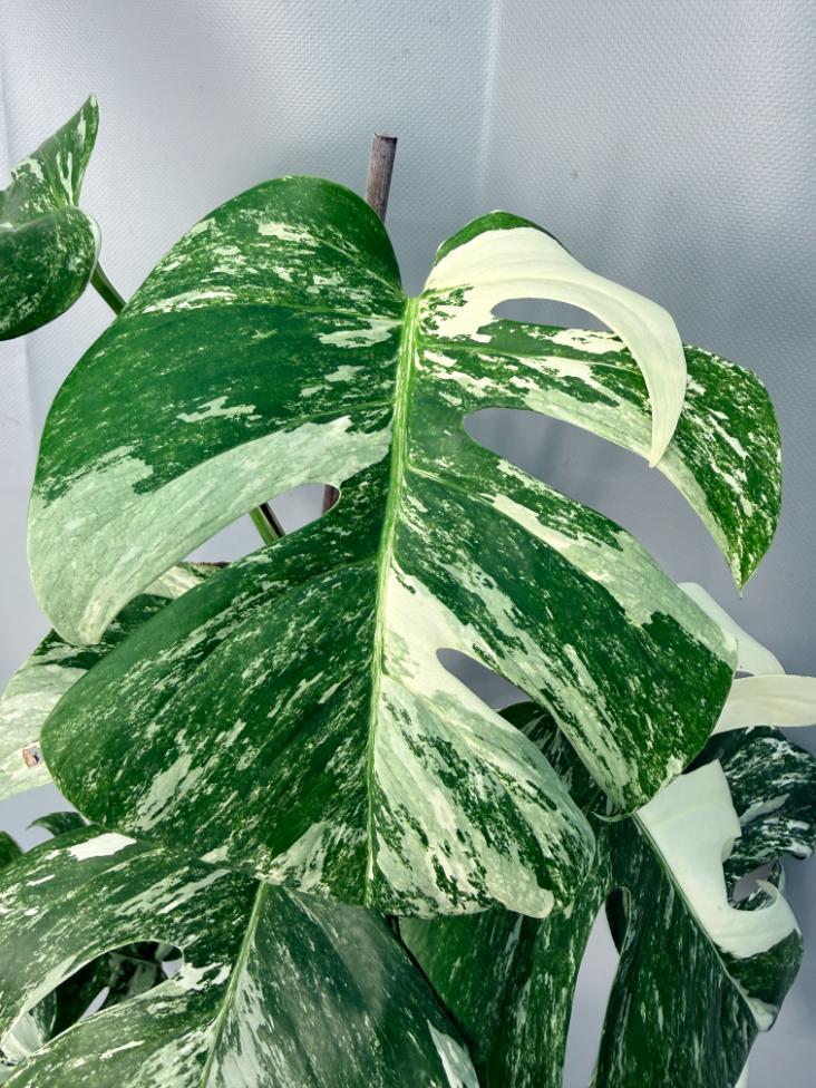 Monstera Albo Variegata XL 02