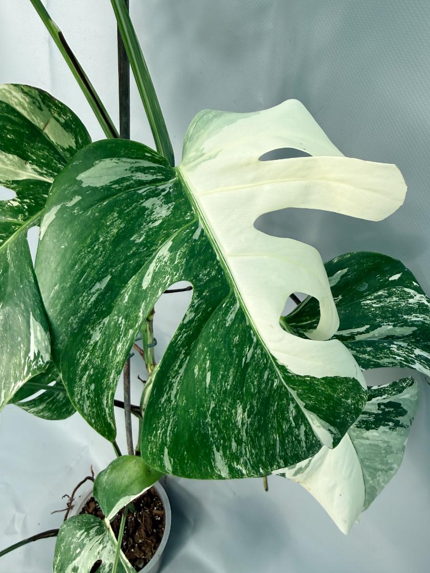 Monstera Albo Variegata XL 03