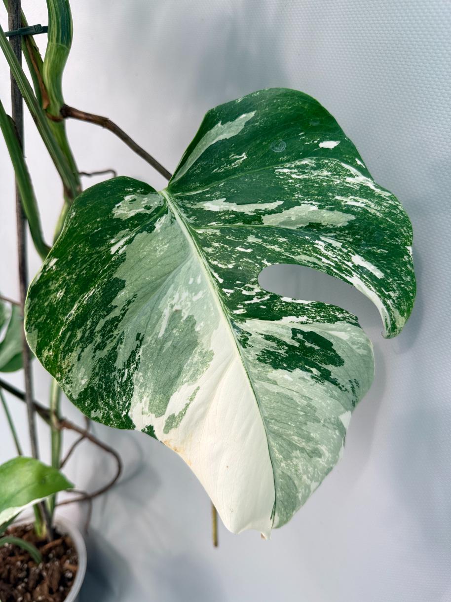 Monstera Albo Variegata XL 04