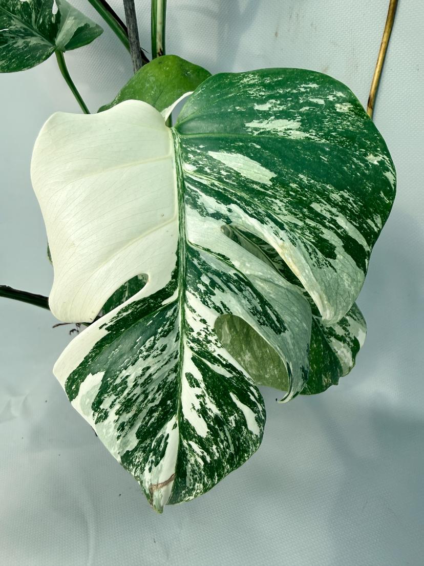 Monstera Albo Variegata XL 05