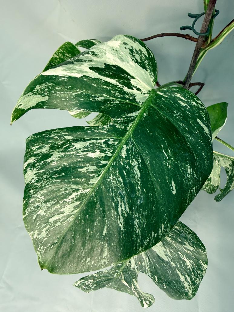 Monstera Albo Variegata XL 06