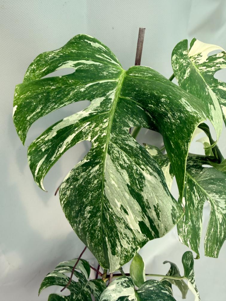 Monstera Albo Variegata XL 07