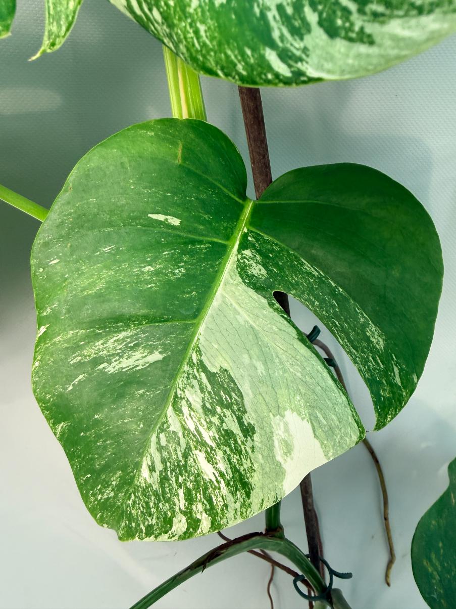 Monstera Albo Variegata XL 06