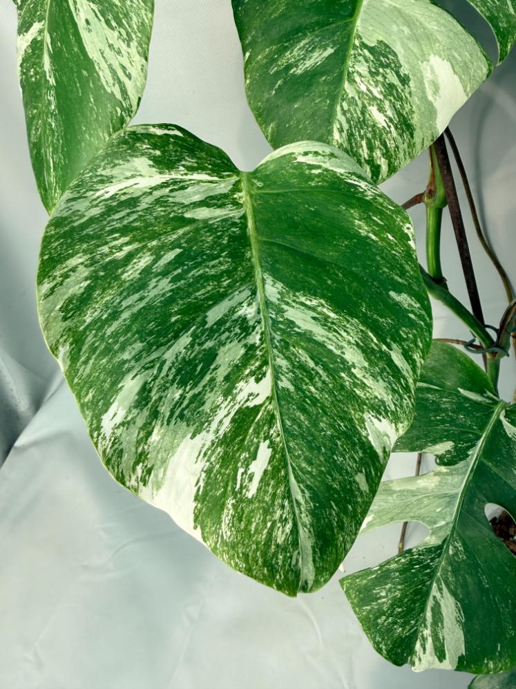 Monstera Albo Variegata XL 07