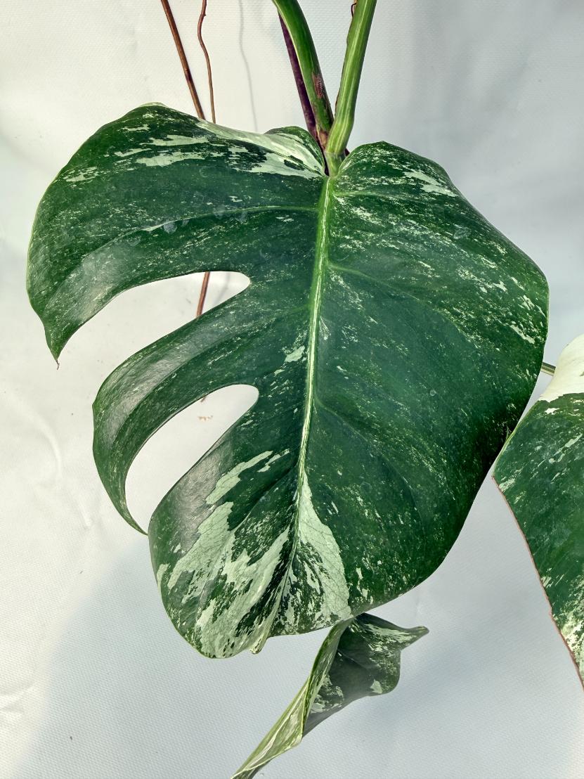 Monstera Albo Variegata XL 08
