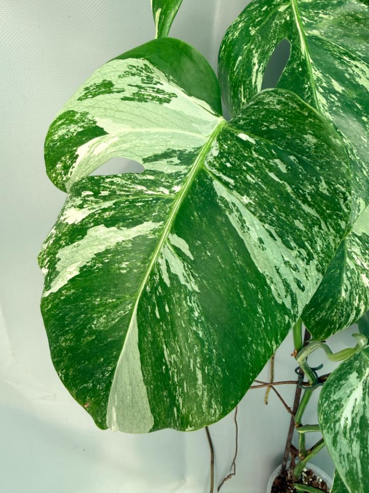 Monstera Albo Variegata XL 09
