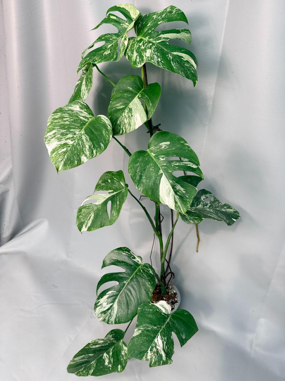 Monstera Albo Variegata XL 01