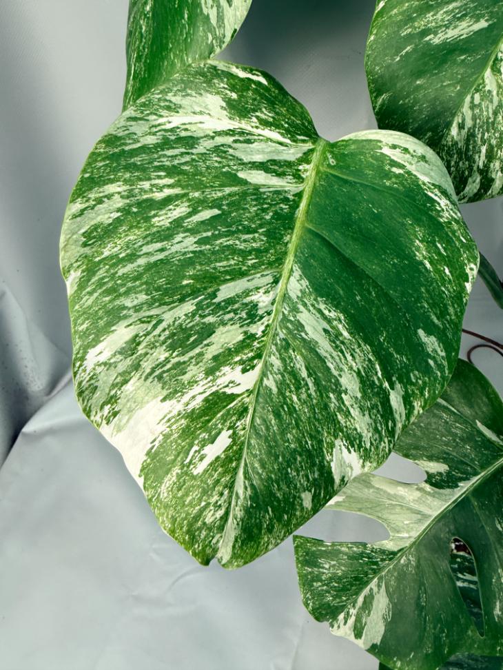 Monstera Albo Variegata XL 02