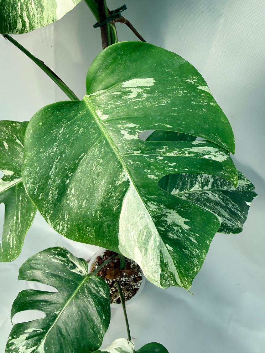 Monstera Albo Variegata XL 03