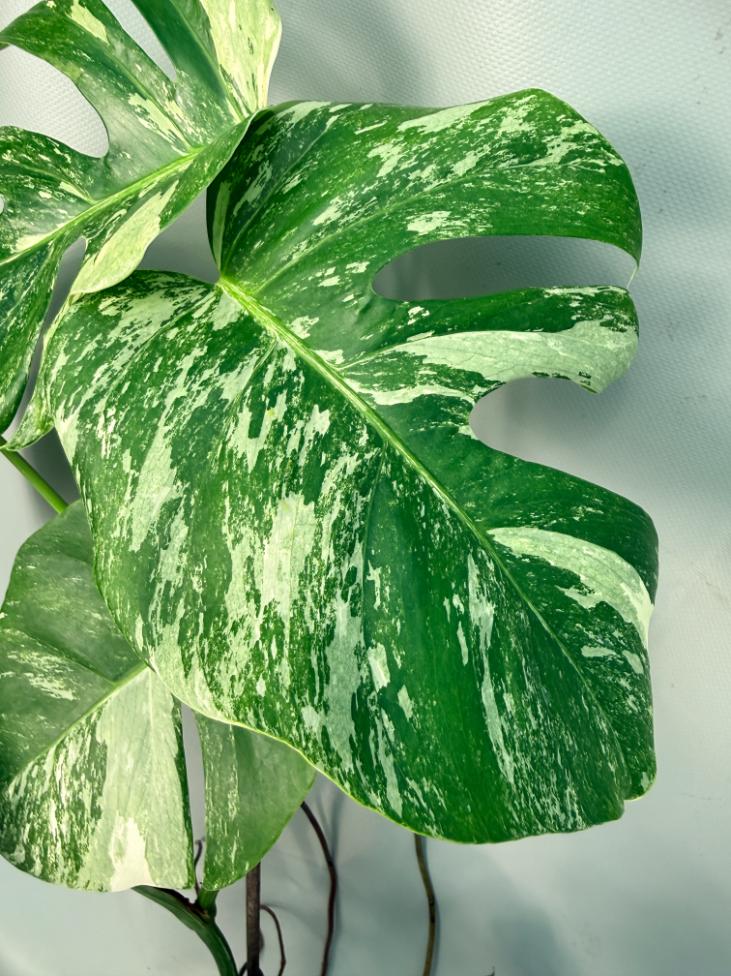 Monstera Albo Variegata XL 04