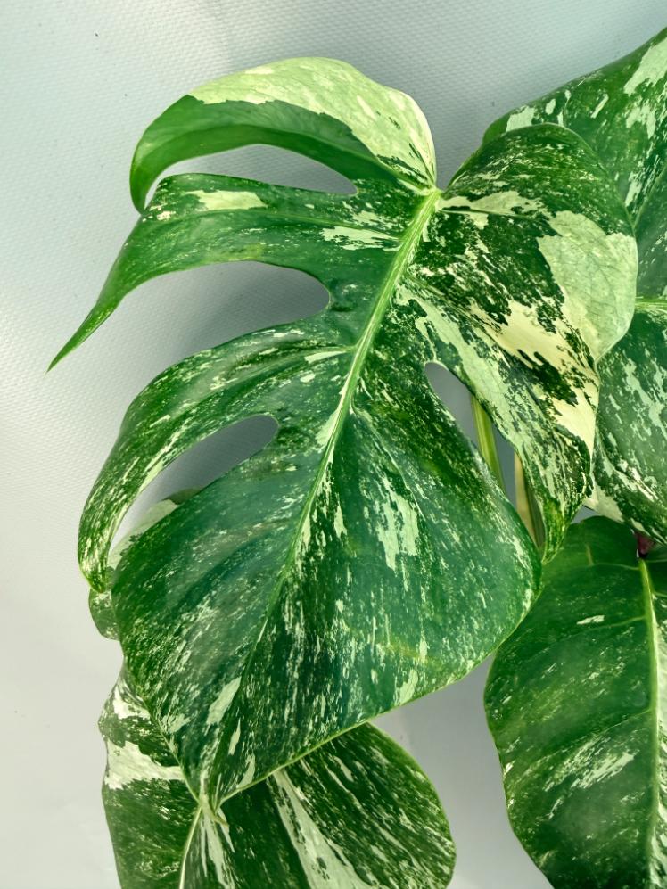 Monstera Albo Variegata XL 05