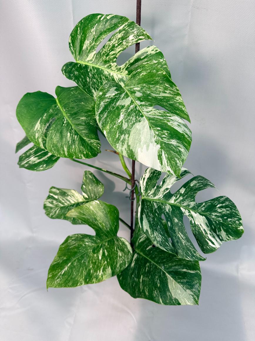 Monstera Albo Variegata XL 01
