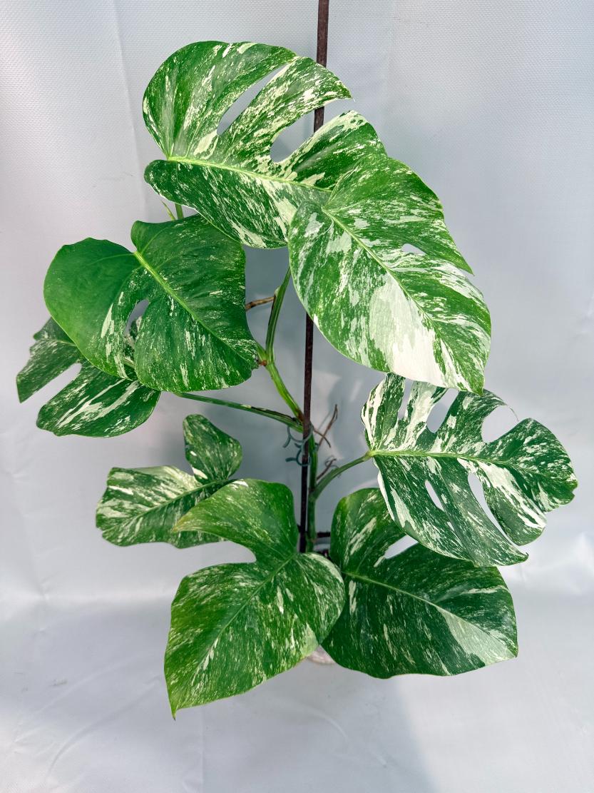 Monstera Albo Variegata XL 02