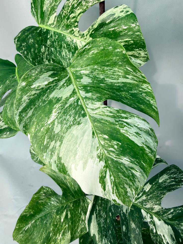 Monstera Albo Variegata XL 03