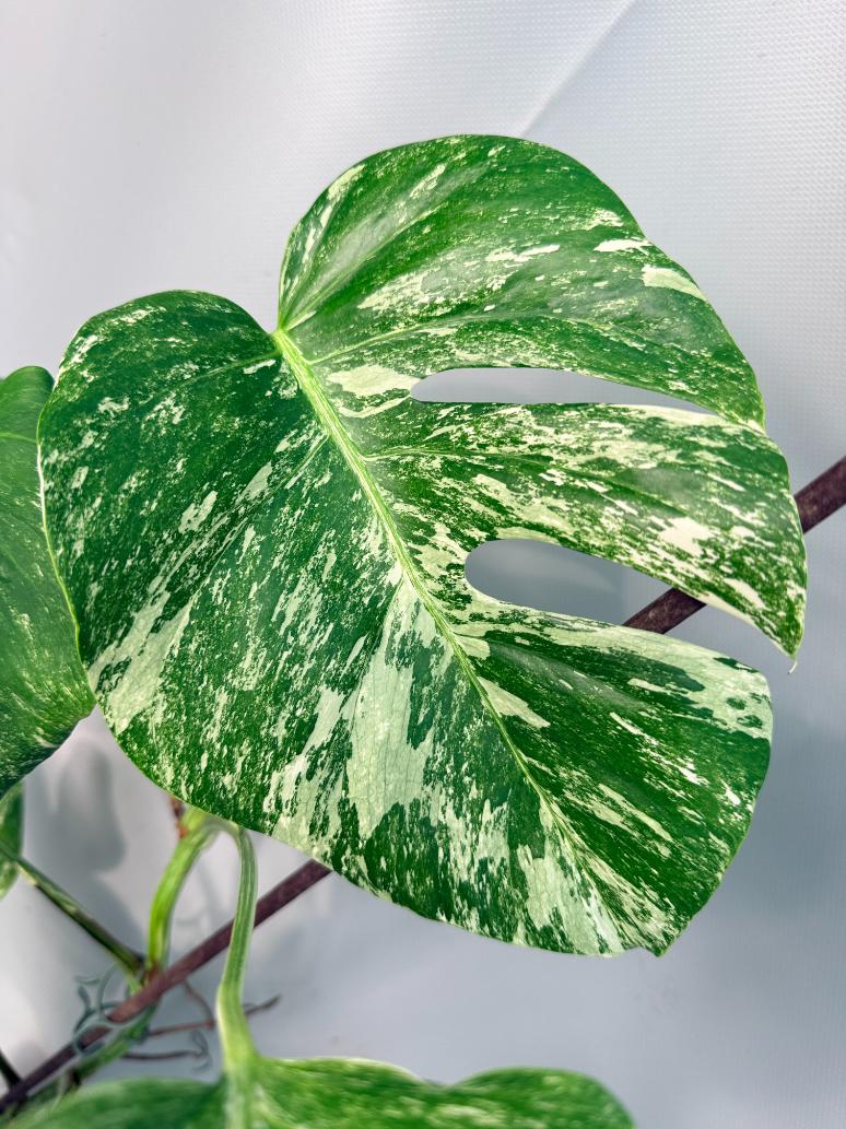 Monstera Albo Variegata XL 04