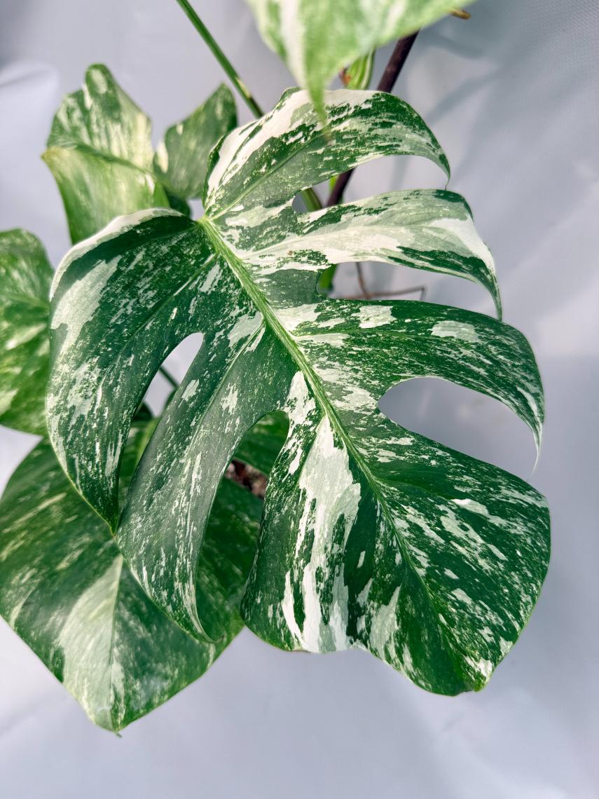 Monstera Albo Variegata XL 05