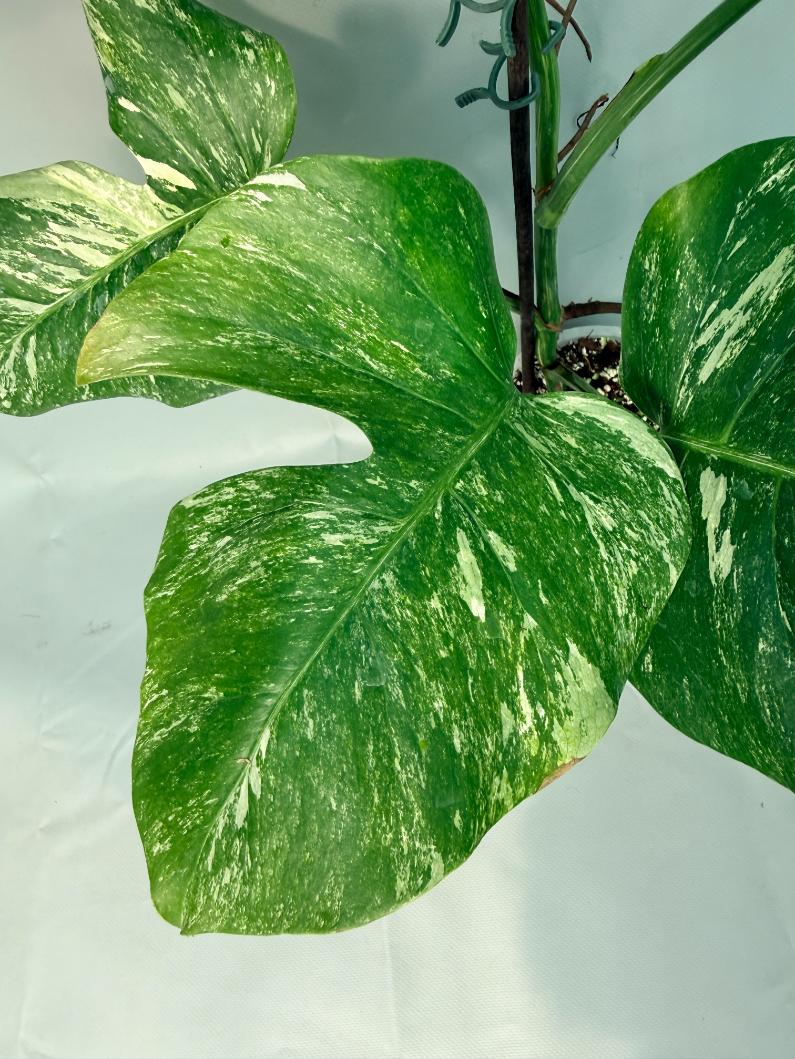 Monstera Albo Variegata XL 06