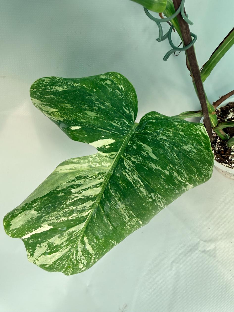 Monstera Albo Variegata XL 07