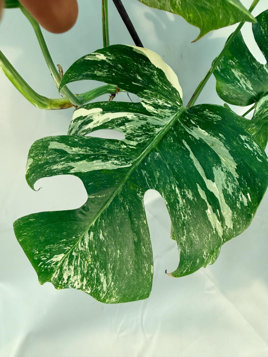Monstera Albo Variegata XL 08