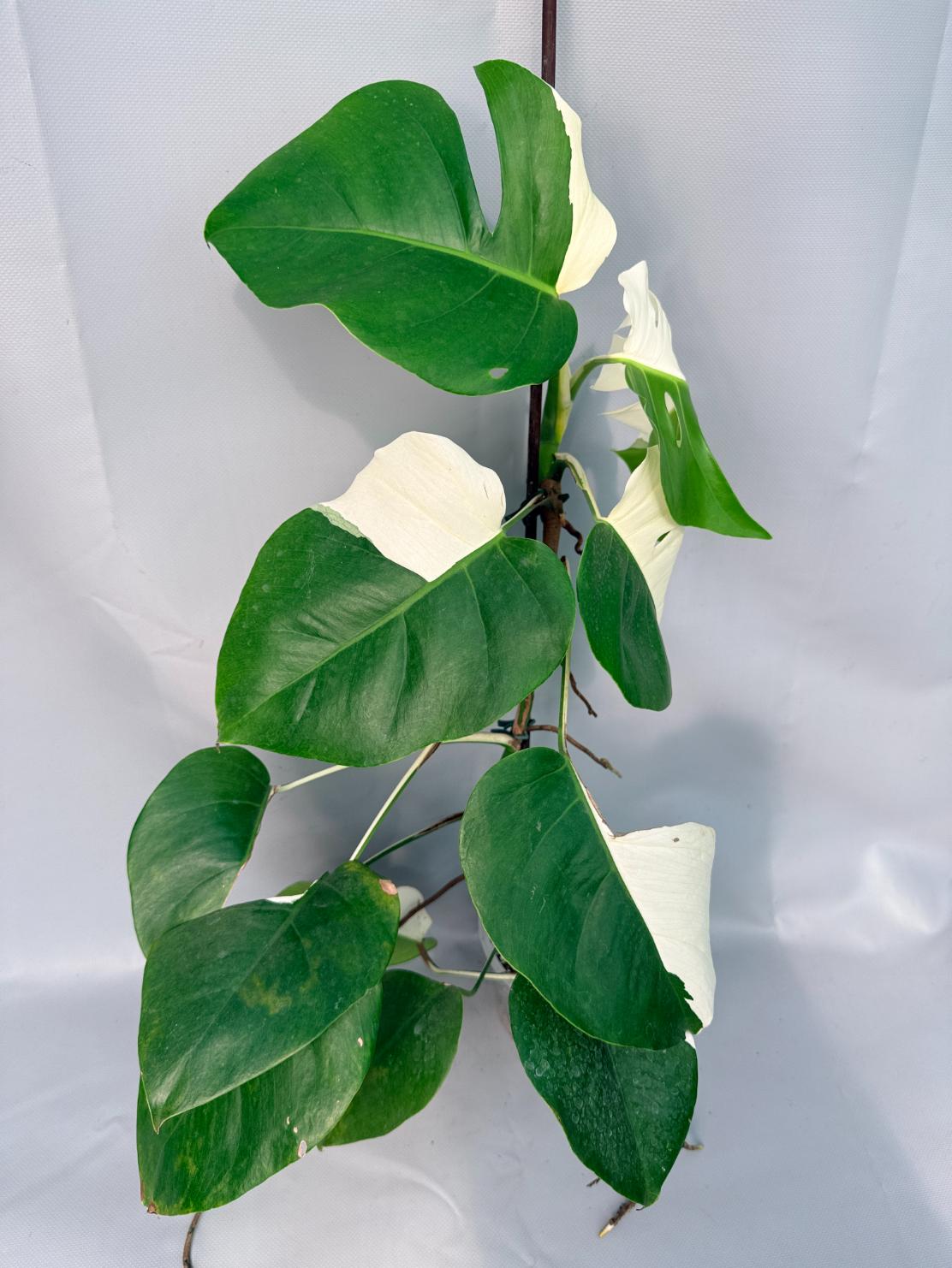 Monstera Albo Variegata XL 01