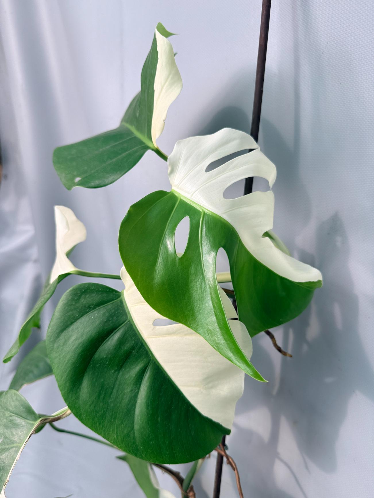 Monstera Albo Variegata XL 02