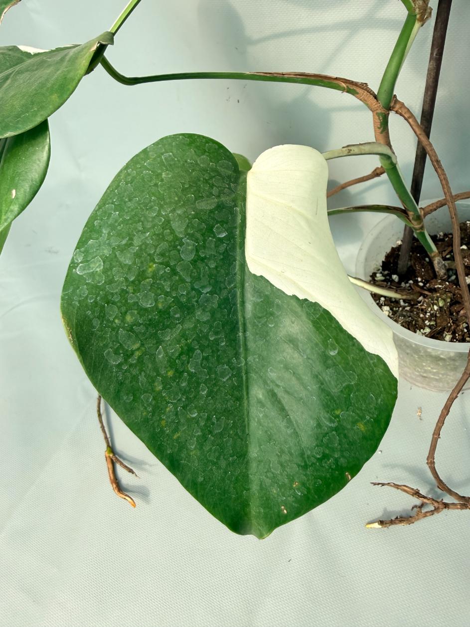 Monstera Albo Variegata XL 05