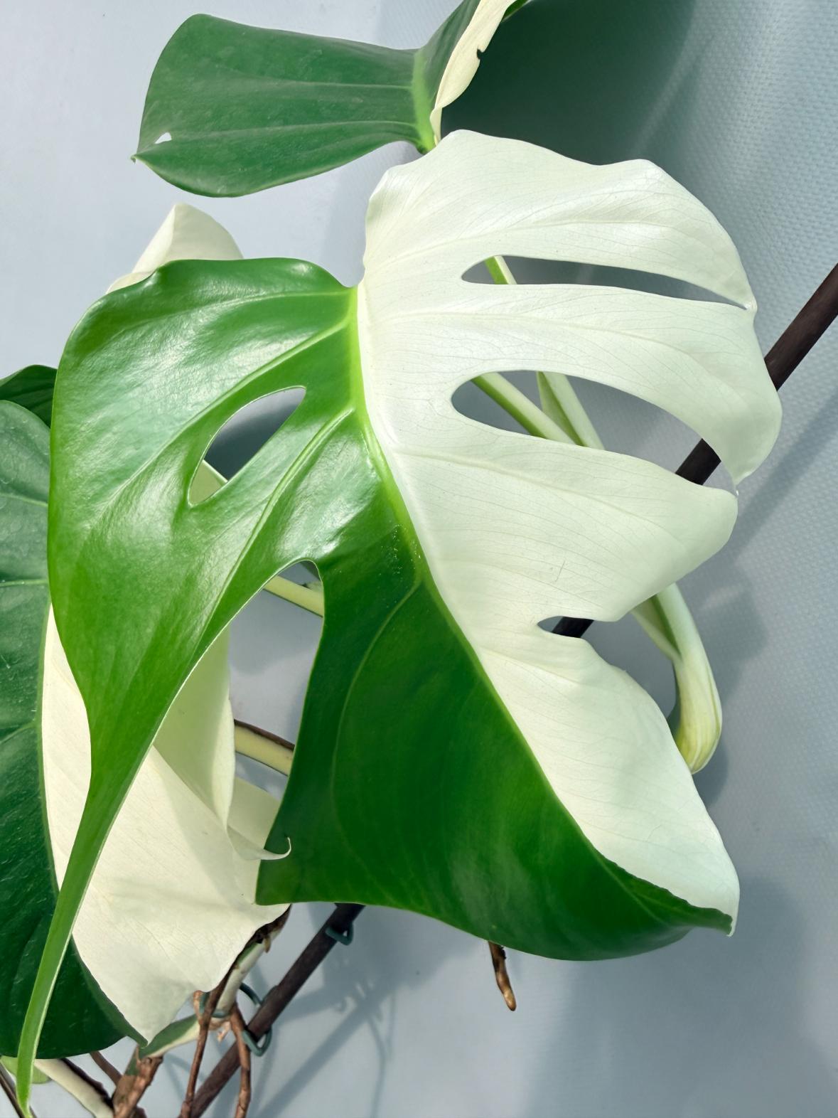 Monstera Albo Variegata XL 06