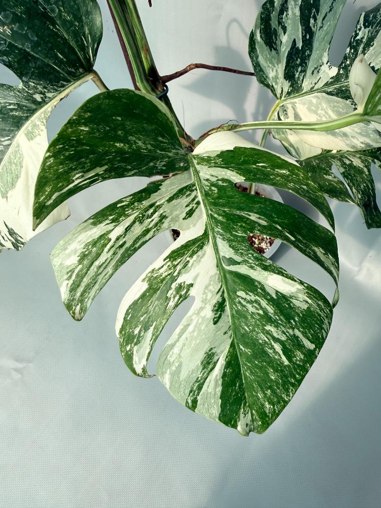 Monstera Albo Variegata XL 07