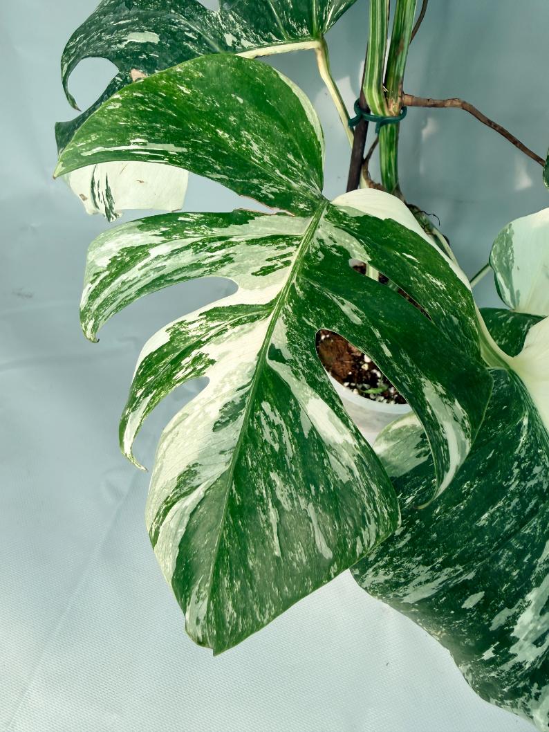 Monstera Albo Variegata XL 10