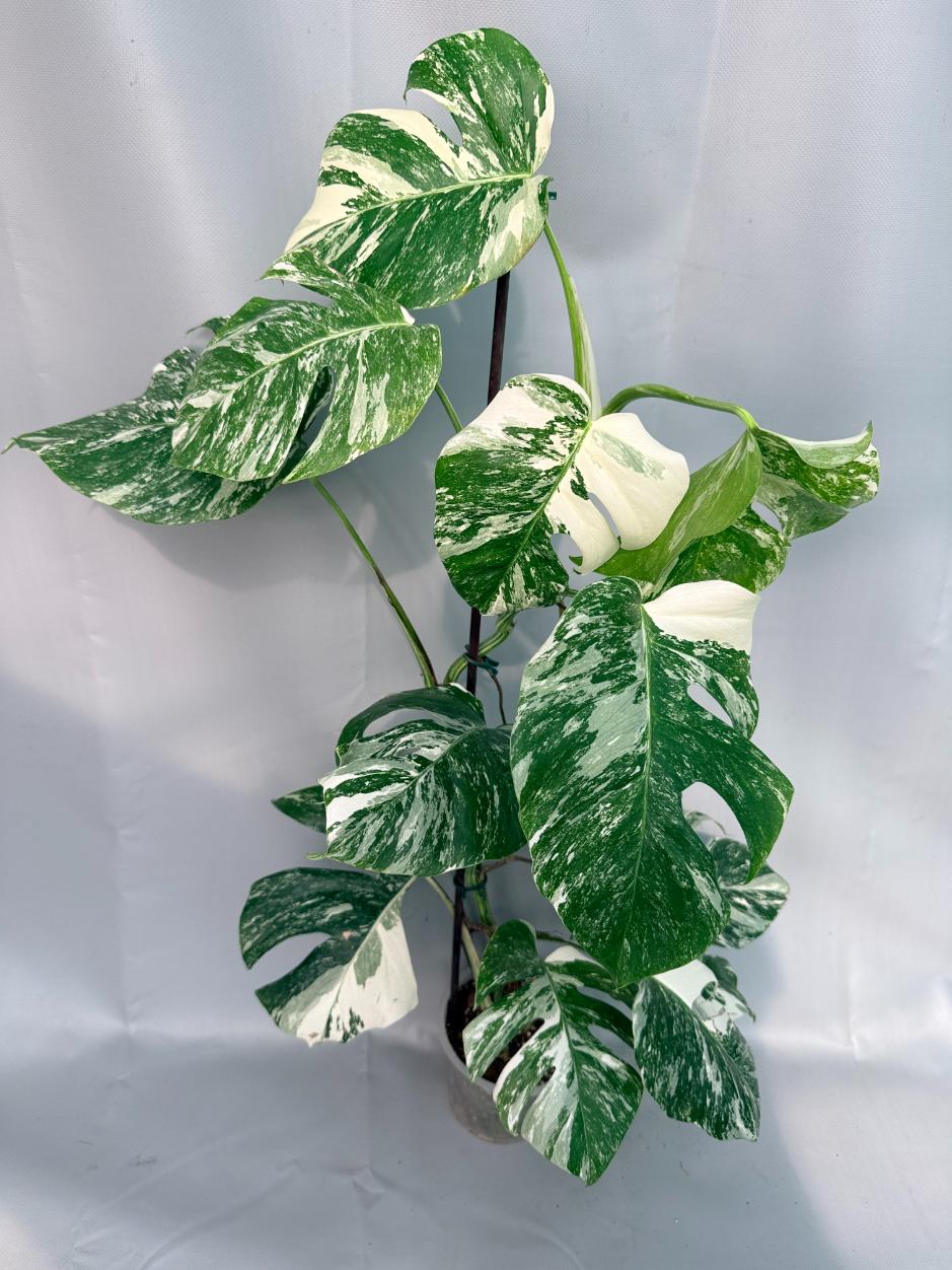 Monstera Albo Variegata XL 01
