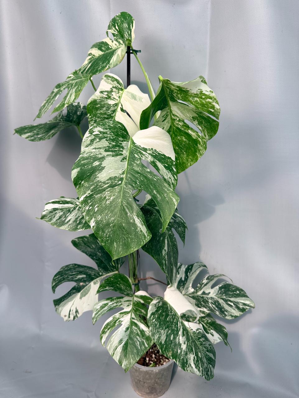 Monstera Albo Variegata XL 02