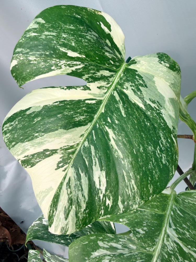Monstera Albo Variegata XL 03