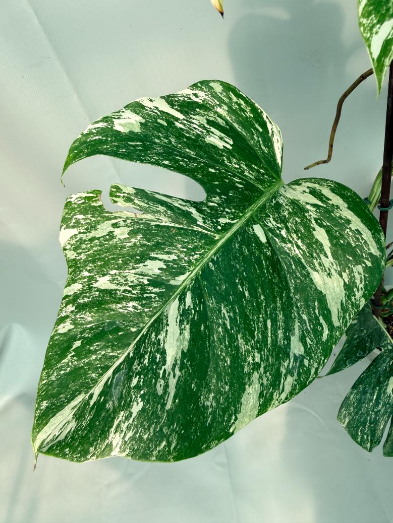 Monstera Albo Variegata XL 04