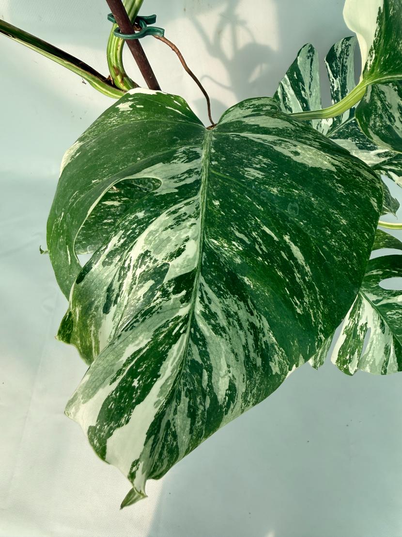 Monstera Albo Variegata XL 05