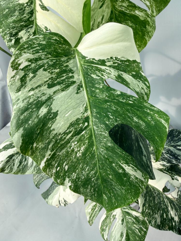 Monstera Albo Variegata XL 06