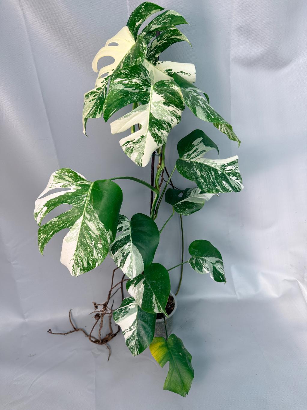 Monstera Albo Variegata XL 01