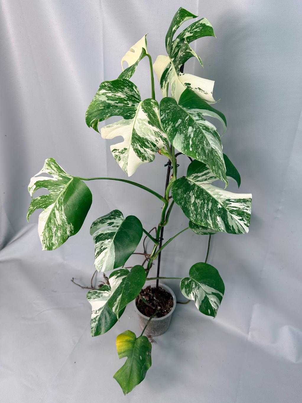 Monstera Albo Variegata XL 02
