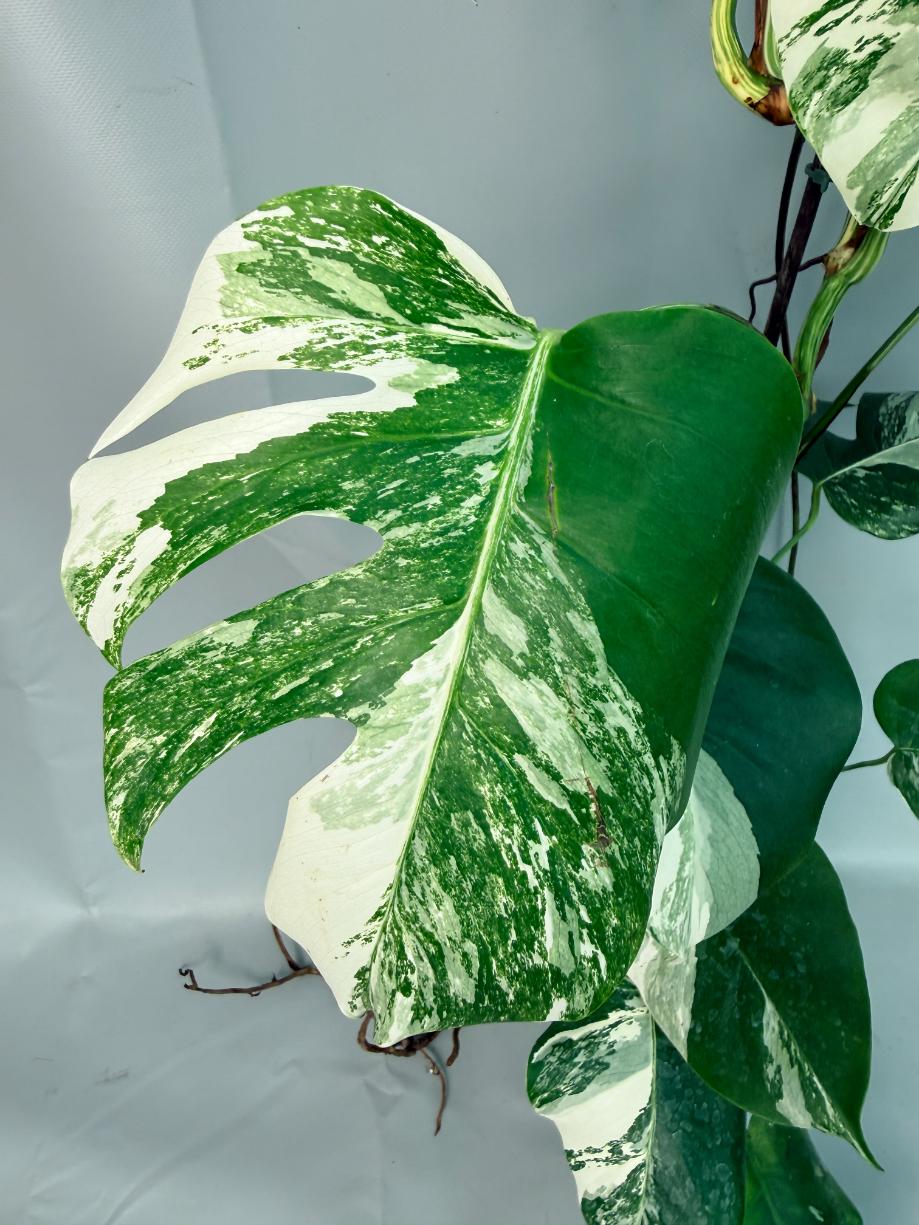 Monstera Albo Variegata XL 03
